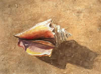 Sea Shell by Katherine Fast